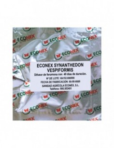 ECONEX SYNANTHEDON VESPIFORMIS