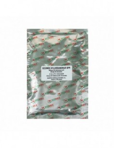 ECONEX XYLOSANDRUS SPP.