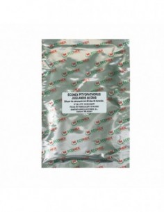 ECONEX PITYOPHTHORUS...